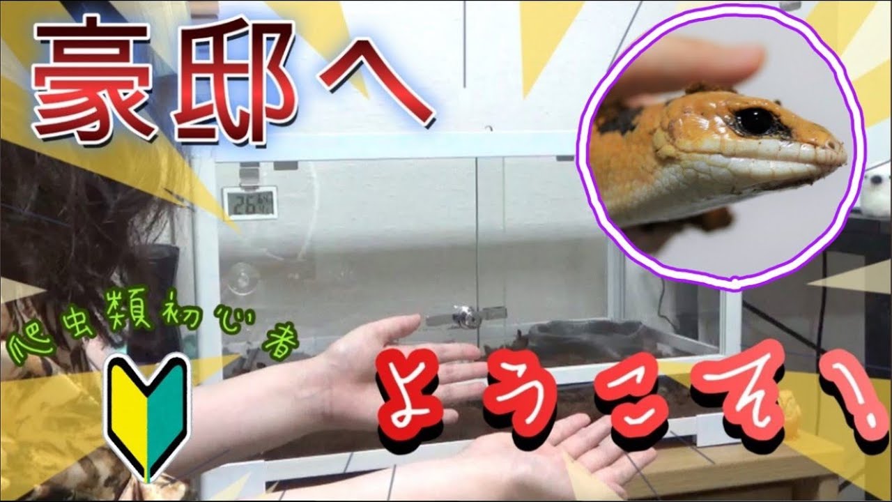 ピーターズバンデッドスキンクのケージを爬虫類初心者がレイアウトして