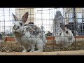 "Вухата" виставка у Виноградові зібрала 150 кролів