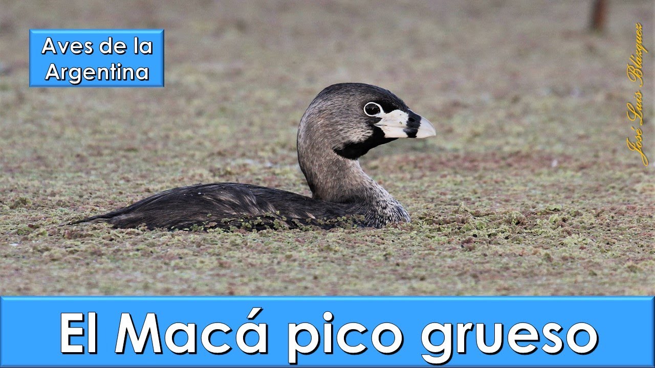 Macá pico grueso, Pied billed Grebe, (Podilymbus podiceps), Aves de la