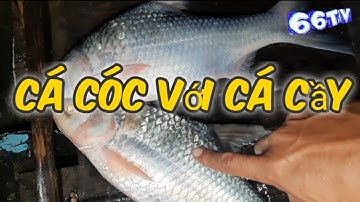 Giăng Lưới Sông Tiền Chia Sẻ Phân Biệt Cá Cầy Cá Cóc #66TV #sănbắtđồngtháp #mekongriverfish
