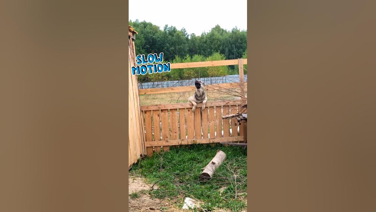 #овчарки #щенок акробат!😜Acrobat #puppy #sheepdog😅 - YouTube