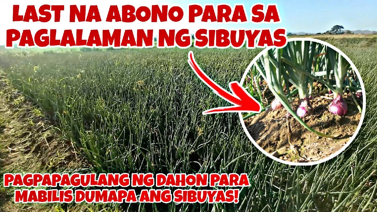 🔴LAST NA ABONO PARA SA PAGLALAMAN NG SIBUYAS