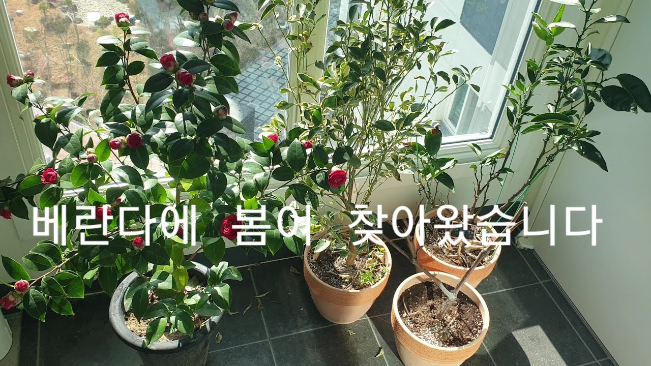 3/8) 베란다에 봄이 찾아왔습니다 #포도화분 #동백꽃 #천혜향 #귤나무