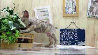 ワンラブ　ペットショップ　名古屋市260560