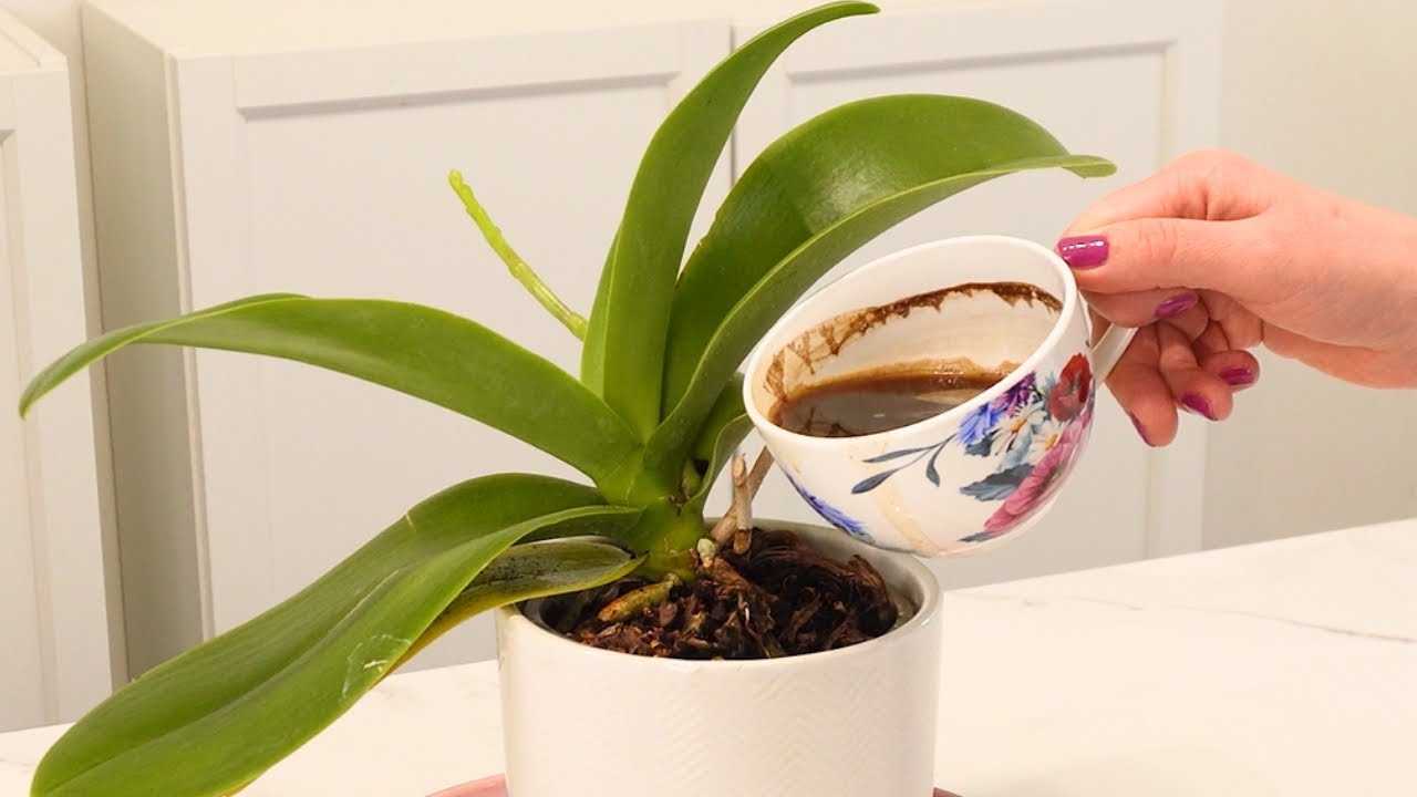 Ich teile jeden Tag eine Tasse Kaffee mit meiner Orchidee! - YouTube
