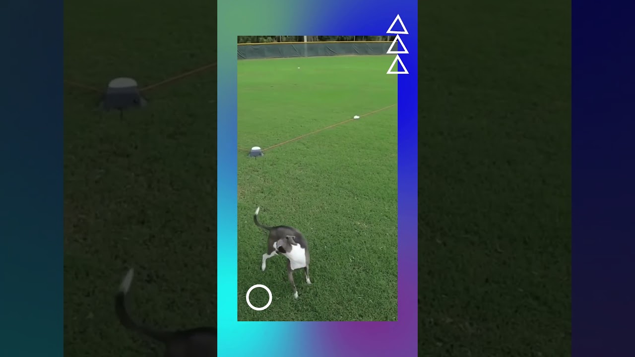 Pet gadgets you need or don't   Dog outdoor game 