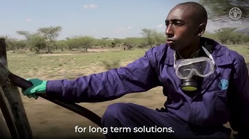 Desert Locust - Everything you need to know about FAO’s response to the 2019-2021 Crisis