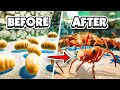 I STOLE ANT EGGS TO MAKE AN ANT FARM! - Grounded Public Beta