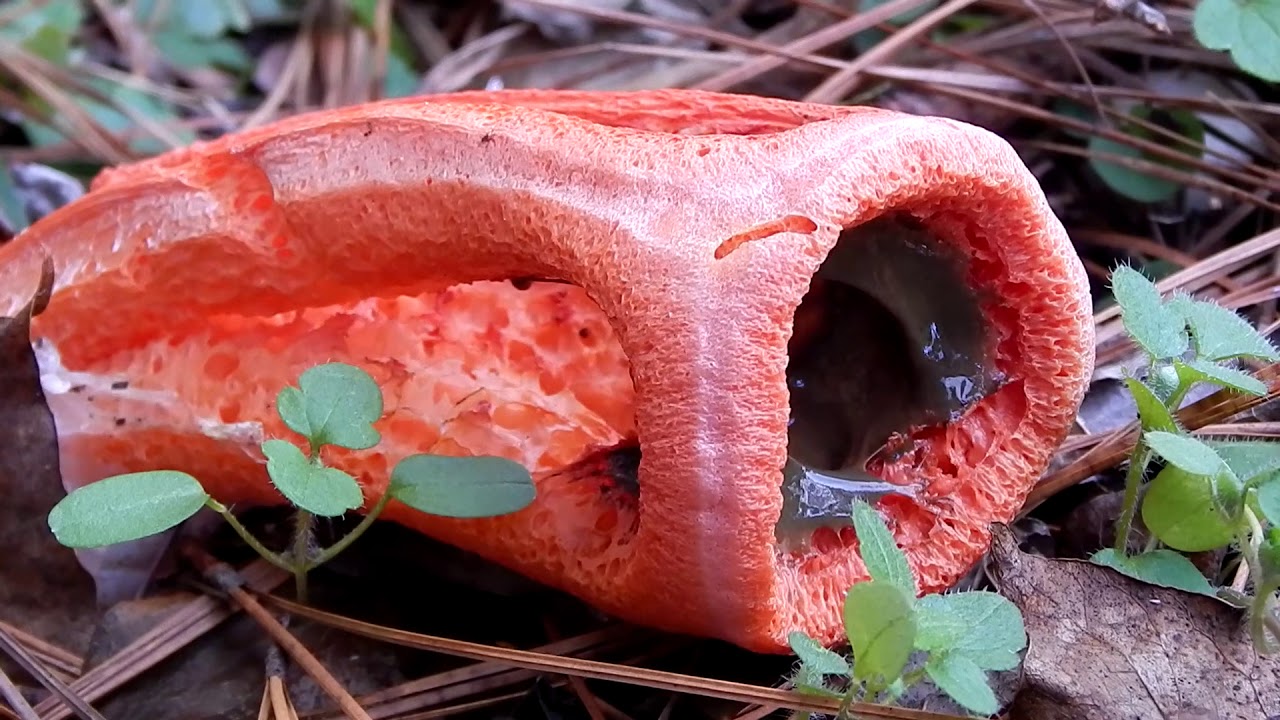 Hard To Believe This Is A Mushroom; The Column Stinkhorn
