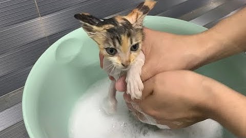 Video 3006191: cat kitten bathing, bath cat kitten cute, cat bathing animal cute, cute lazy kitten