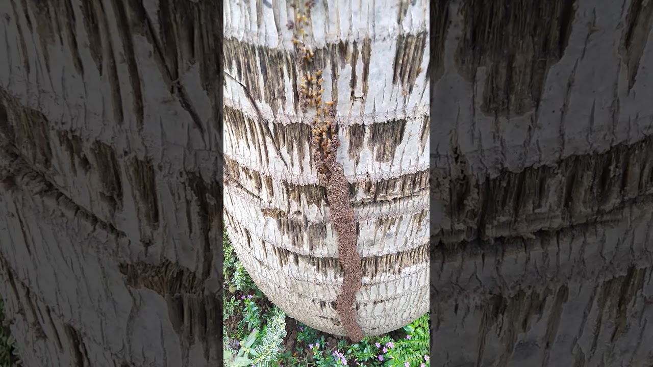 Cara membangun negara ala rayap 