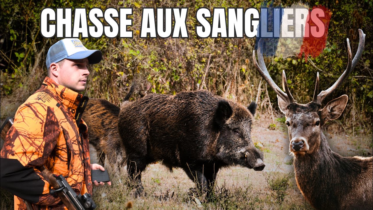 Chasse aux sangliers  2   Sologne