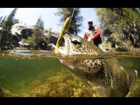 Видео: Как се лови риба в играта 