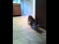 Cats fetch Reyn plays fetch