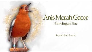 Download lagu MACETAN PASTI NYAUT, ANIS MERAH GACOR INI 1000% JITU TUK PANCINGAN ANIS MERAH MACET BIAR BUNYI | 19