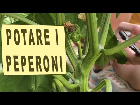 Video: Quanto crescono i peperoni?