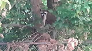 Wild raccoon spotted hanging out in a tree!