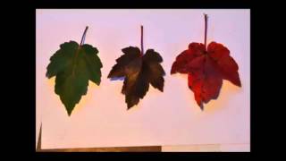 Fast Growing Red Sunset® Red Maple Acer rubrum 'Franksred' call now at 215 651 8329