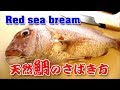鯛の捌き方＃２　柵取り～頭割り編（Red sea bream）