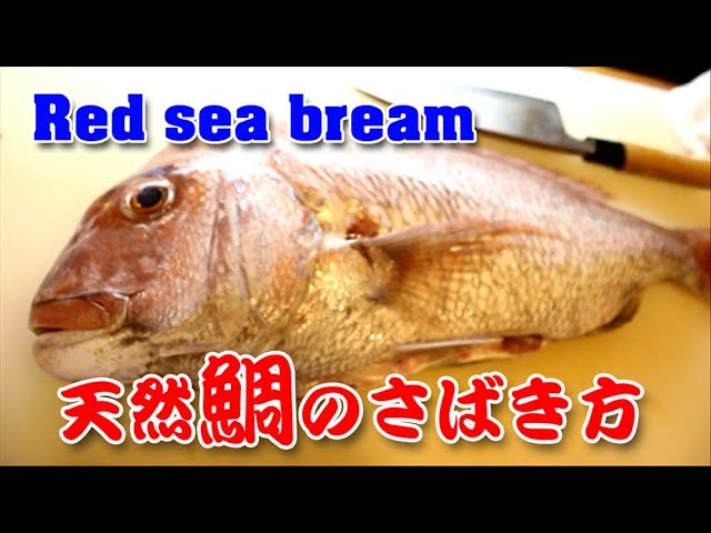鯛の捌き方 2 柵取り 頭割り編 Red Sea Bream Youtube 鯛の捌き方 2 柵取り 頭割り編 Red Sea Bream Youtube