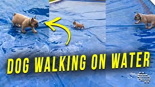 Dog Walking on Water, Pool’s Cover, Around Like a Magician
