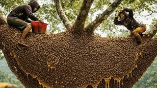 Facing a Giant | Extreme Wild Honey Jou journeys part 2