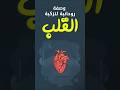 خلو البطن نقاء القلب راحة البطن