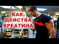 КРЕАТИН = ПОВЕЧЕ СИЛА И МУСКУЛНА МАСА?