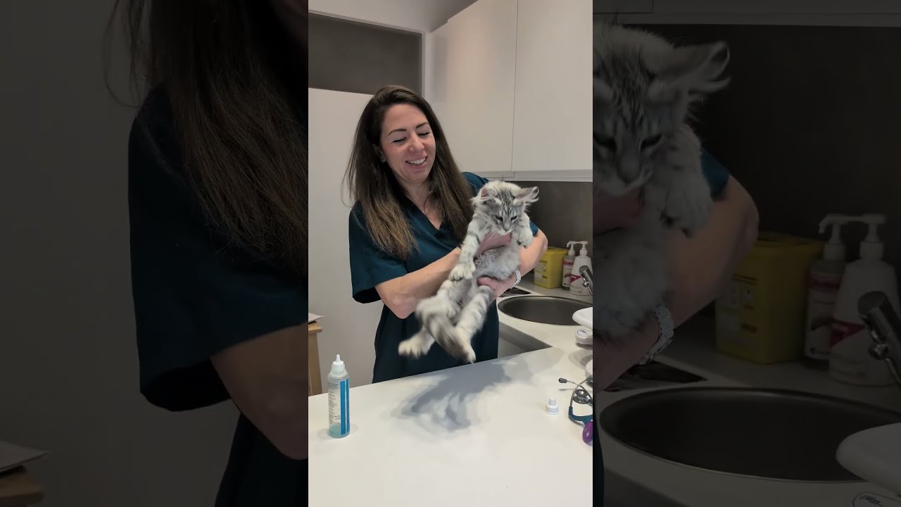 Ce Chat A Plus De Doigts Que La Moyenne 