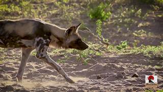 Teaching & Big 5 Conservation in the Savé Valley of Zimbabwe