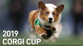 2nd Annual Halftime Corgi Races Hosted by Seahawks