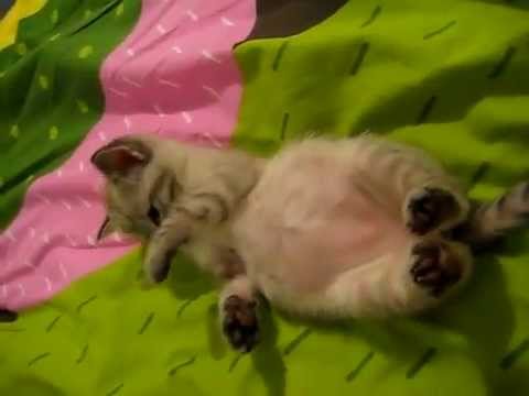 Petit Chaton Qui Adore Les Calins Sur Le Ventre Trop Mignon Youtube