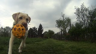 Bella - spring 2014 (dogfrisbee, obedience, tricks) by Lab&bc 768 views 9 years ago 4 minutes, 16 seconds