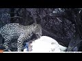 Pumas and jaguars scavenging from an olive ridley sea turtle