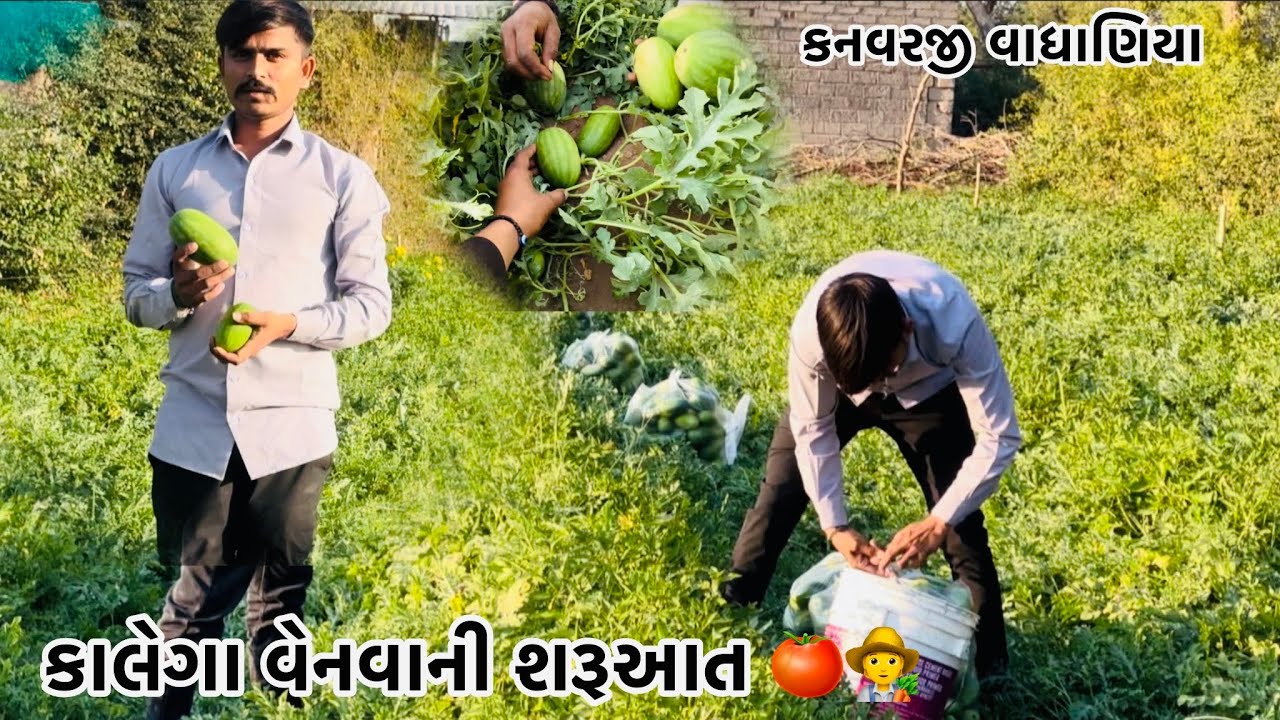 કાલેગા વેણવાની શરૂઆત#vairalvideo #farming #p_k_vadhaniya