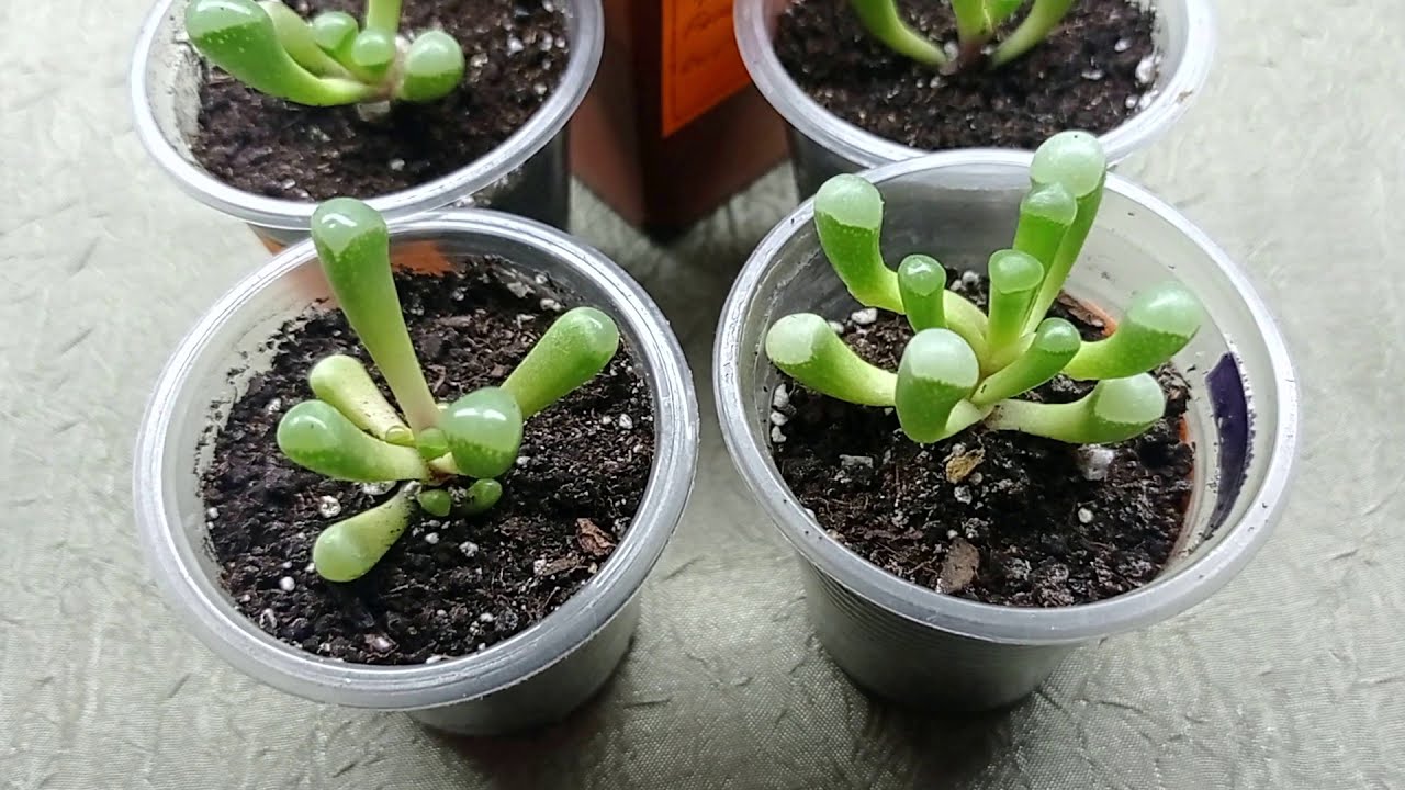 Fenestraria aurantiaca