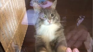 窓の向こうから誘う猫 ノルウェージャンフォレストキャット Cat inviting from the other side of the window