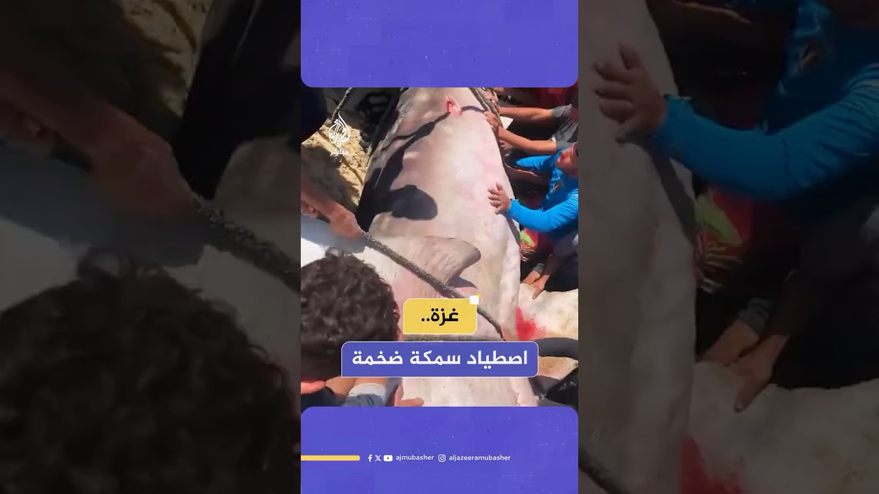 "سمكة غريبة".. فرحة بعد اصطياد سمكة ضخمة على شاطئ خان يونس جنوبي قطاع غزة