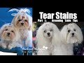 TEAR STAIN OBSESSION Part1 Grooming Table Tips for Cleaning Tear Stains in Maltese Dogs 말티즈 미용