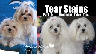TEAR STAIN OBSESSION Part1 Grooming Table Tips for Cleaning Tear Stains in Maltese Dogs 말티즈 미용