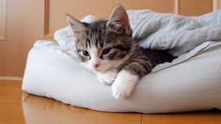 Kitten Coco relaxing in a pet bed is too cute