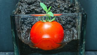 TOMATO Sprouting From Fruit (52 Days Time Lapse)