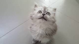 Cutest kittens meowing new 2020 compilation by The Kitten ًWorld 689 views 4 years ago 11 minutes, 24 seconds