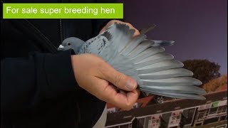 Racing pigeon for sale granddaughter New Olympiad x Euro NL19-1411044