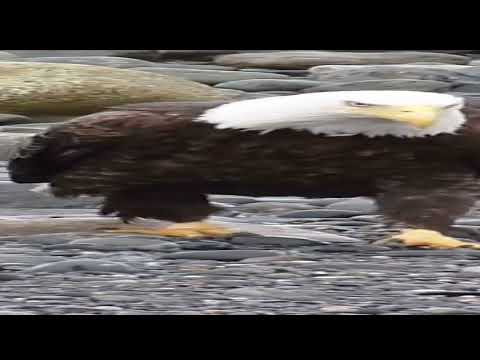 WIDE BALD EAGLE WALKING