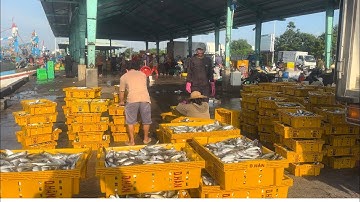 Cảng cá,Thanh Hải:T.P.phan thiết.B.T.đầy đủ tất cả các loại Hải sản..tôm.ghẹ.ốc.cá.tươi,ngon,giá.rẽ