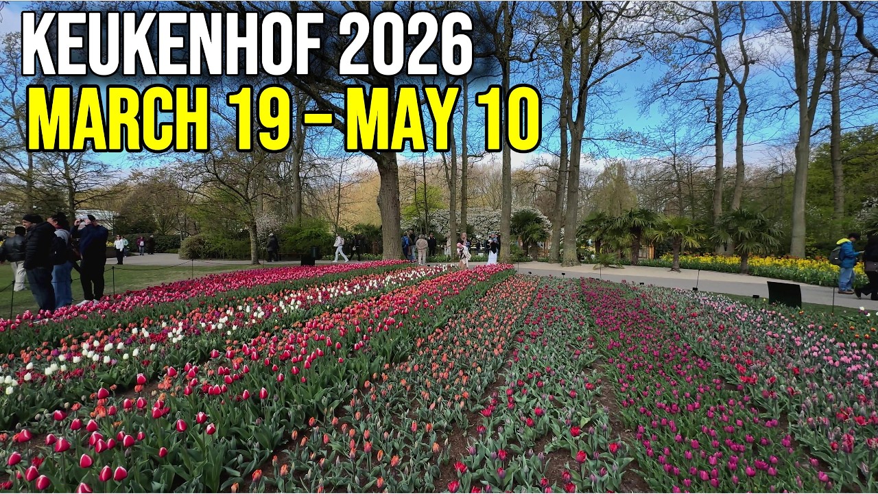 Visiting Keukenhof 2026? 🌷 What to Expect in 4K