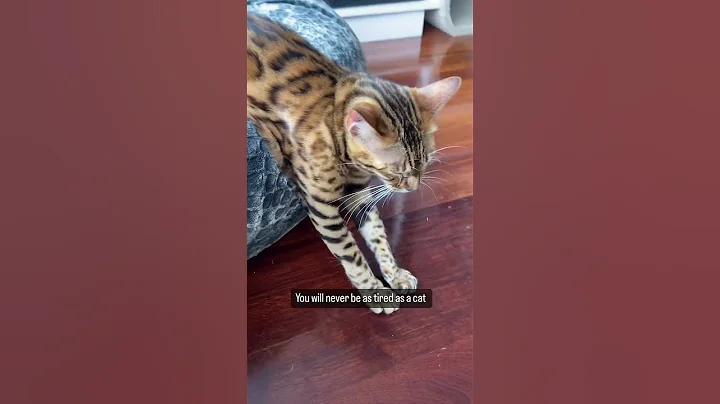 Watch the video about #cat #kitty #kitten #funny #cutekitty #kittycat #brittishshorthair #cutecat #bengalcat