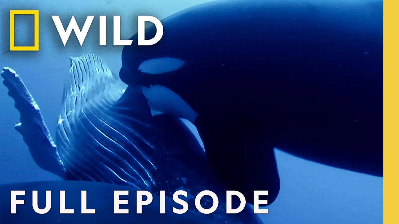 Epic Ocean Showdown: Humpback Whale vs. Orcas (Complete Episode) | OceanXplorers | Nat Geo Animals – Documentary