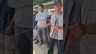 spil 2ekor kambing berok